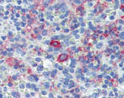 Formalin-Fixed, Paraffin-Embedded Human Spleen tissue stained using ab111250 at a concentration of 20 µg/ml.