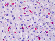 Formalin-Fixed, Paraffin-Embedded Human Liver tissue stained using ab111250 at a concentration of 20 µg/ml.