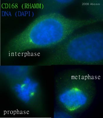 ab67003 staining CD168 in human Hela cells by Immunocytochemistry/ Immunofluorescence. The cells were fixed in methanol and blocked in 2% BSA for 30 minutes at 27°C. The primary antibody was diluted 1/100 and incubated with sample for 1 hour at 27°C.  A Alexa Fluor® 488 conjugated Donkey polyclonal to mouse Ig, diluted 1/1000 was used as secondary.See Abreview