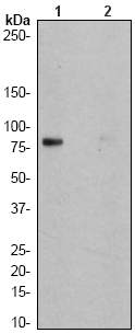 All lanes : Anti-CD18 (phospho S745) antibody [EP1288Y] (ab52920) at 1/500 dilutionLane 1 : Jurkat cell lysate, untreatedLane 2 : Jurkat cell lysate, treated with AP.Lysates/proteins at 10 µg per lane.SecondaryGoat anti-rabbit HRP labeled at 1/2000 dilution