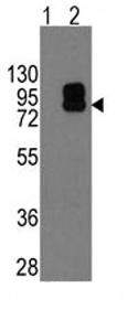 All lanes : Anti-CD19 antibody (ab76591) at 1/50 dilutionLane 1 : Non transfected 293 cell lysates Lane 2 : CD19 transfected 293 cell lysates Lysates/proteins at 2 µg per lane.