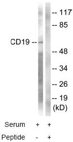 All lanes : Anti-CD19 antibody (ab63534) at 1/500 dilutionLane 1 : Extracts from COS7 cells (5ug-30ug of total protein), treated with Serum (10%, 30mins), without immunising peptideLane 2 : Extracts from COS7 cells (5ug-30ug of total protein), treated with Serum (10%, 30mins), with immunising peptide (5-10ug)