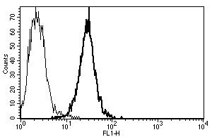 A typical staining pattern with ab46863 monoclonal antibody of Molt 4 cell line.