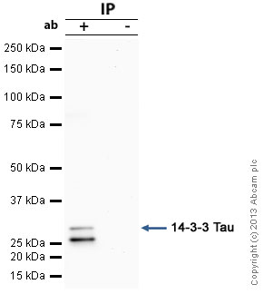 14-3-3 Tau was immunoprecipitated using 0.5mg Hela whole cell extract, 5µg of Mouse monoclonal to 14-3-3 Tau and 50µl of protein G magnetic beads (+). No antibody was added to the control (-).The antibody was incubated under agitation with Protein G beads for 10min, Hela whole cell extract lysate diluted in RIPA buffer was added to each sample and incubated for a further 10min under agitation.Proteins were eluted by addition of 40µl SDS loading buffer and incubated for 10min at 70°C; 10µl of each sample was separated on a SDS PAGE gel, transferred to a nitrocellulose membrane, blocked with 5% BSA and probed with ab10439.Secondary: Goat polyclonal to mouse IgG light chain specific (HRP) at 1/20,000 dilution.Band: 31kDa, non specific band - 26kDa: We are unsure as to the identity of this extra band; 14-3-3 Tau