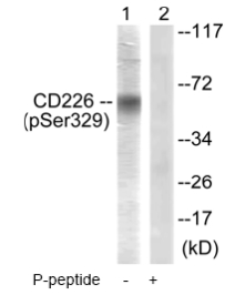 All lanes : Anti-CD226 (phospho S329) antibody (ab61790) at 1/500 dilutionLane 1 : Extracts from COS7 cellsLane 2 : Extracts from COS7 cells with the immunising phosphopeptide