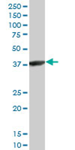 Anti-ACTRT2 antibody (ab77418) at 5 µg/ml + HepG2 cell lysate at 25 µgSecondaryGoat anti-mouse IgG (H&L) HRP-conjugated at 1/2500 dilution