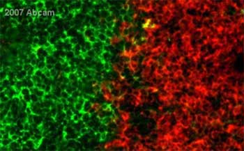 ab5690 at 1/100 staining mouse lymph node tissue sections by IHC-Fr. The tissue was acetone fixed and blocked with serum before incubation with the antibody for 1 hour. An Alexa Fluor ® 488 conjugated goat anti-rabbit antibody was used as the secondary.See Abreview