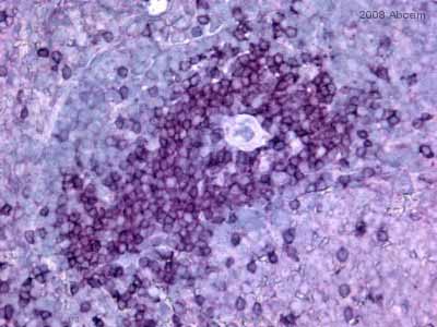 ab5690 staining rat spleen tissue sections by IHC-P.  Sections were formaldehyde fixed and subjected to heat mediated antigen retrieval in sodium citrate buffer (10mM Sodium Citrate, 0.05% Tween 20, pH 6.0) prior to blocking in 5% normal goat serum + 1% BSA for 2 hours at 37°C.  The primary antibody was diluted 1/200 and incubated with the sample for 16 hours at 4°C.  A biotinylated goat anti-rabbit antibody, diluted 1/100, was used as the secondary.See Abreview