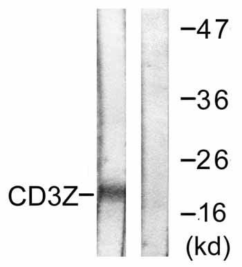 All lanes : Anti-CD3 antibody (ab59213) at 1/500 dilutionLane 1 : Jurkat cell lysate treated with UV (15mins)Lane 2 : Jurkat cell lysate treated with UV (15mins) with immunising peptide