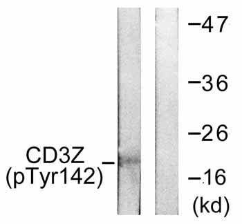 All lanes : Anti-CD3 zeta (phospho Y142) antibody (ab59175) at 1/500 dilutionLane 1 : Jurkat cells treated with UV (15 mins)Lane 2 : Jurkat cells treated with UV (15 mins) with phosphopeptide