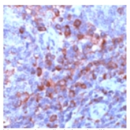 Formalin fixed/paraffin embedded human tonsil tissue section, stained with 1/200 ab74273 for 10 minutes at RT.