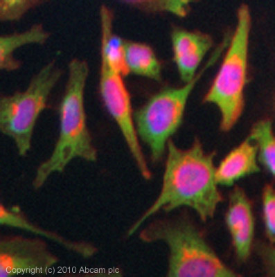 ICC/IF image of ab32457 stained HeLa cells. The cells were 4% PFA fixed (10 min) and then incubated in 1%BSA / 10% normal goat serum / 0.3M glycine in 0.1% PBS-Tween for 1h to permeabilise the cells and block non-specific protein-protein interactions. The cells were then incubated with the antibody (ab32457, 5µg/ml) overnight at +4°C. The secondary antibody (green) was Alexa Fluor® 488 goat anti-rabbit IgG (H+L) used at a 1/1000 dilution for 1h. Alexa Fluor® 594 WGA was used to label plasma membranes (red) at a 1/200 dilution for 1h. DAPI was used to stain the cell nuclei (blue) at a concentration of 1.43µM. This antibody also gave a positive result in 4% PFA fixed (10 min) HepG2 cells at 5µg/ml.