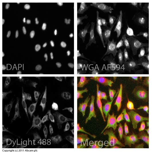 ICC/IF image of ab32457 stained HeLa cells. The cells were 4% formaldehyde fixed (10 min) and then incubated in 1%BSA / 10% normal goat serum / 0.3M glycine in 0.1% PBS-Tween for 1h to permeabilise the cells and block non-specific protein-protein interactions. The cells were then incubated with the antibody (ab32457, 5µg/ml) overnight at +4°C. The secondary antibody (green) was ab96899, DyLight® 488 goat anti-rabbit IgG (H+L) used at a 1/250 dilution for 1h. Alexa Fluor® 594 WGA was used to label plasma membranes (red) at a 1/200 dilution for 1h. DAPI was used to stain the cell nuclei (blue) at a concentration of 1.43µM.