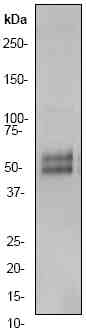 Anti-CD32B antibody [EP888Y] (ab45143) at 1/50000 dilution + 10 ug Daudi cell lysate SecondaryGoat anti rabbit HRP 1/2000Observed band size : 49-55 kDa (why is the actual band size different from the predicted?).