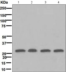 All lanes : Anti-14-3-3 Theta + Tau antibody [EPR5123] (ab124909) at 1/10000 dilutionLane 1 : HeLa cell lysateLane 2 : 293T cell lysateLane 3 : A549 cell lysateLane 4 : A431 cell lysateLysates/proteins at 10 µg per lane.SecondaryHRP labelled goat anti-rabbit at 1/2000 dilution
