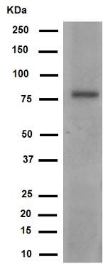 Anti-CD36 antibody [EPR6573] (ab133625) at 1/100 dilution (unpurified) + Rat heart tissue lysate at 10 µgSecondaryPeroxidase-conjugated goat anti-rabbit IgG (H+L) at 1/1000 dilution