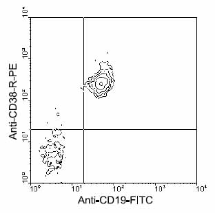 Cells from BALB/c spleen were double-stained with ab24977 (at a concentration of 0.3 µg/106 cells) and rat anti-mouse CD19-FITC.  Small lymphocytes were gated and analyzed on a FACScan™ flow cytometer (BDIS, San Jose, CA).
