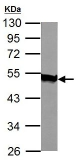 Anti-Acylglycerol Kinase antibody (ab137616) at 1/1000 dilution + Mouse heart lysate at 50 µg