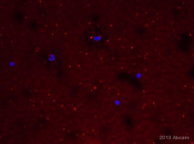 IHC-Fr image of C41 staining on human blood film using ab11024 (1:1000). The sample was fixed using paraformaldehyde and permeabilized using 0.1% TritonX in 0.1% PBS. The slides were then blocked with 10% Donkey Serum for 1 hr at 24°C. ab11024 was diluted 1:100 using 0.1% TritonX with 0.1x PBS- 10% Donkeys and slides were incubated with the primary antibody for 4 hours at 24°C. The secondary antibody used was Donkey Polyclonal to rabbit IgG conjugated to Alexa Fuor 568 (1:1000)See Abreview