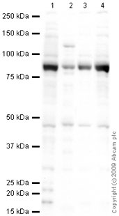 All lanes : Anti-CD42d antibody (ab65017) at 1 µg/mlLane 1 : EBS E14 TG2A Day 8 (Mouse Pluripotent Embryonic Stem Cell) Whole Cell LysateLane 2 : Raji (Human Burkitt's lymphoma cell line) Whole Cell LysateLane 3 : EBS E14 TG2A Day 0 (Mouse Pluripotent Embryonic Stem Cell) Whole Cell LysateLane 4 : EBS E14 TG2A Day 5 (Mouse Pluripotent Embryonic Stem Cell) Whole Cell LysateLysates/proteins at 10 µg per lane.SecondaryGoat polyclonal to Rabbit IgG - H&L - Pre-Adsorbed (HRP) at 1/3000 dilutiondeveloped using the ECL techniquePerformed under reducing conditions.