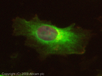 ICC/IF image of ab72836 stained HeLa cells. The cells were 4% PFA fixed (10 min) and then incubated in 1%BSA / 10% normal goat serum / 0.3M glycine in 0.1% PBS-Tween for 1h to permeabilise the cells and block non-specific protein-protein interactions. The cells were then incubated with the antibody (ab78236, 1µg/ml) overnight at +4°C. The secondary antibody (green) was Alexa Fluor® 488 goat anti-rabbit IgG (H+L) used at a 1/1000 dilution for 1h. Alexa Fluor® 594 WGA was used to label plasma membranes (red) at a 1/200 dilution for 1h. DAPI was used to stain the cell nuclei (blue) at a concentration of 1.43µM. This antibody also gave a positive result in 4% PFA fixed (10 min) Hek293, HepG2 and MCF7 cells at 1µg/ml, and in 100% methanol fixed (5 min) Hela, hek293, HepG2 and MCF7 cells at 1µg/ml.