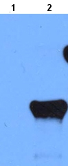 All lanes : Anti-ADA2a antibody (ab22175) at 1/1000 dilutionLane 1 : Total protein extract from E. coli with ~50ng to 100ng of a negative control fusion protein with an irrelevant antigen at 20 ugLane 2 : Total protein extract from E. coli with ~50ng to 500ng of the antigen fusion protein at 20 ugSecondaryRabbit anti-mouse IgG + IgM, (H+L) horseradish peroxidase conjugated at 1/5000 dilution