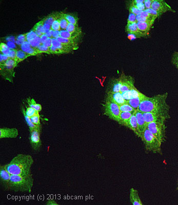 ICC/IF image of ab69084 stained JEG3 cells. The cells were 4% formaldehyde fixed (10 min) and then incubated in 1%BSA / 10% normal goat serum / 0.3M glycine in 0.1% PBS-Tween for 1h to permeabilise the cells and block non-specific protein-protein interactions. The cells were then incubated with the antibody ab69084 at 5µg/ml overnight at +4°C. The secondary antibody (green) was DyLight® 488 goat anti- rabbit (ab96899) IgG (H+L) used at a 1/250 dilution for 1h. Alexa Fluor® 594 WGA was used to label plasma membranes (red) at a 1/200 dilution for 1h. DAPI was used to stain the cell nuclei (blue) at a concentration of 1.43µM.