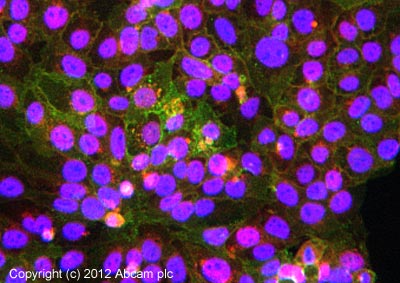 ICC/IF image of ab9183 stained Jeg3 cells. The cells were 4% formaldehyde fixed (10 min) and then incubated in 1%BSA / 10% normal goat serum / 0.3M glycine in 0.1% PBS-Tween for 1h to permeabilise the cells and block non-specific protein-protein interactions. The cells were then incubated with the antibody (ab9183, 5µg/ml) overnight at +4°C. The secondary antibody (green) was ab96879, DyLight® 488 goat anti-mouse IgG (H+L) used at a 1/250 dilution for 1h. Alexa Fluor® 594 WGA was used to label plasma membranes (red) at a 1/200 dilution for 1h. DAPI was used to stain the cell nuclei (blue) at a concentration of 1.43µM.
