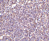 ab45408 at 2µg/ml staining CD5L in human lymph node tissue by IHC