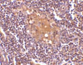 ab45406 at 10µg/ml staining CD5L in human lymph nodes by IHC