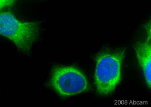 Methanol fixed HeLs cells stained with ab39177 (10 µg/ml) for 1 hour at 22°C. For further details please refer to the Abreview