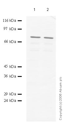 All lanes : Anti-ADAM11 antibody (ab56096) at 1/1000 dilutionLane 1 : Whole cell lysate prepared from human prostate cancer DU145 cells at 25 µlLane 2 : Whole cell lysate prepared from human prostate cancer DU145 cells at 20 µl