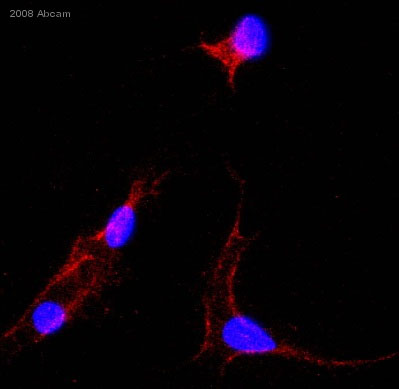 ab54217 staining cultured human bone marrow stem cells by ICC/IF. Cells were formaldehyde fixed, permeabilization not done prior to blocking in 1% BSA for 30 minutes at 22°C. The primary antibody was diluted 1/250 and incubated with sample for 12 hours at 4°C. FITC conjugated rabbit polyclonal to mouse diluted 1/1000 was used as the secondary.