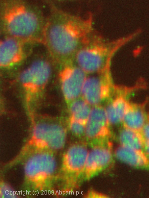 ICC/IF image of ab39160 stained Hek293 cells. The cells were 100% methanol fixed (5 min) and then incubated in 1%BSA / 10% normal goat serum / 0.3M glycine in 0.1% PBS-Tween for 1h to permeabilise the cells and block non-specific protein-protein interactions. The cells were then incubated with the antibody (ab39160, 1µg/ml) overnight at +4°C. The secondary antibody (green) was Alexa Fluor® 488 goat anti-rabbit IgG (H+L) used at a 1/1000 dilution for 1h. Alexa Fluor® 594 WGA was used to label plasma membranes (red) at a 1/200 dilution for 1h. DAPI was used to stain the cell nuclei (blue) at a concentration of 1.43µM.