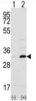 All lanes : Anti-CD82 antibody - C-terminal (ab135779) at 1/100 dilutionLane 1 : 293 cell lysates, non-transfectedLane 2 : 293 cell lysates, transiently transfected with the CD82 gene Lysates/proteins at 2 µg per lane.