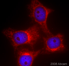 Methanol fixed Hela cells stained with ab28233 (10 µg/ml) for 1 hour at 22°C. Clear staining can be seen. For further details please refer to the Abreview