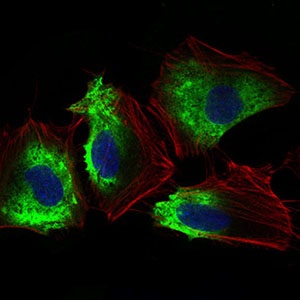 Immunofluorescent analysis of HeLa cells labeling CD90 / Thy1 with ab181469 at 1/200 dilution (red). Blue: DRAQ5 fluorescent DNA dye. Red: Actin filaments have been labeled with Alexa Fluor-555 phalloidin.