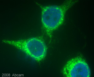 Methanol fixed HeLa cells incubated with ab39161 at 10 µg/ml for 1 hour at 22°C. Clear membrane staining can be seen. For further details please refer to the Abreview.