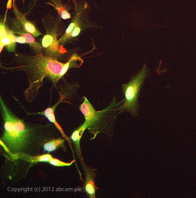 ab82346 stained HepG2 cells. The cells were 4% formaldehyde fixed (10 min) and then incubated in 1%BSA / 10% normal goat serum / 0.3M glycine in 0.1% PBS-Tween for 1h to permeabilise the cells and block non-specific protein-protein interactions. The cells were then incubated with the antibody ab82346 at 5µg/ml overnight at +4°C. The secondary antibody (green) was DyLight® 488 goat anti- rabbit (ab96899) IgG (H+L) used at a 1/1000 dilution for 1h. Alexa Fluor® 594 WGA was used to label plasma membranes (red) at a 1/200 dilution for 1h. DAPI was used to stain the cell nuclei (blue) at a concentration of 1.43µM.