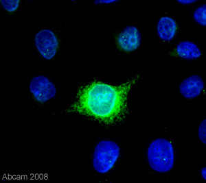 The image shows ab39163 detecting mouse ADAM17 expressed in transfected HeLa cells. The cells were fixed in methanol and incubated with 10 µg/ml ab39163 for 1 hour at 20°C.