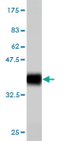 Western blot against tagged recombinant protein immunogen using ab55028 ADAM2 antibody at 1ug/ml.