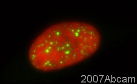 ab12292 (1/2000) detecting Cdc4 in Hela cells (green). Cells were fixed in methanol, permeabilised with 0.5% Triton X100/ PBS and counterstained with DAPI in order to highlight the nucleus (red). Please refer to abreview for further experimental details.See Abreview