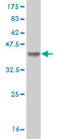 Western blot against tagged recombinant protein immunogen using ab55036 Cdc4 / Fbw7 / hSel 10 antibody at 1ug/ml.