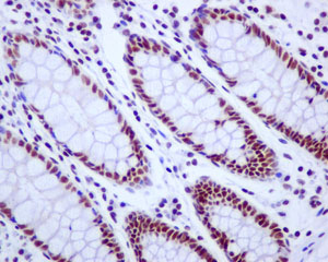Immunohistochemical analysis of paraffin-embedded colon tissue using labeling CDC40 with ab175924 at 1/50 dilution