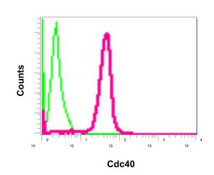 Flow cytometric analysis of permeabilized K562 cells labeling CDC40 with ab175924 at 1/10 dilution (red) or a rabbit IgG (negative) (green).