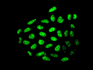Immunofluorescent staining of HeLa cells labeling CDC40 with ab175924 at 1/100 dilution.
