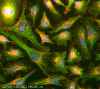 ICC/IF image of ab64533 stained HeLa cells. The cells were 100% methanol fixed (5 min) and then incubated in 1%BSA / 10% normal Goat serum / 0.3M glycine in 0.1% PBS-Tween for 1h to permeabilise the cells and block non-specific protein-protein interactions. The cells were then incubated with the antibody (ab64533, 5µg/ml) overnight at +4°C. The secondary antibody (green) was Alexa Fluor® 488 Goat anti-Rabbit IgG (H+L) used at a 1/1000 dilution for 1h. Alexa Fluor® 594 WGA was used to label plasma membranes (red) at a 1/200 dilution for 1h. DAPI was used to stain the cell nuclei (blue). This antibody also gave a positive result in 4% pfa fixed (10 min) HeLa cells at 5µg/ml.