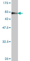 Western blot against tagged recombinant protein immunogen using ab56955 CDC42EP1 antibody at 1ug/ml.