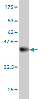 Western blot against tagged recombinant protein immunogen using ab56716 CDC42EP2 antibody at 1ug/ml.