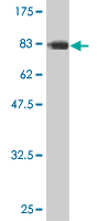 Western blot against tagged recombinant protein immunogen using ab56476 CDC45L antibody at 1ug/ml.